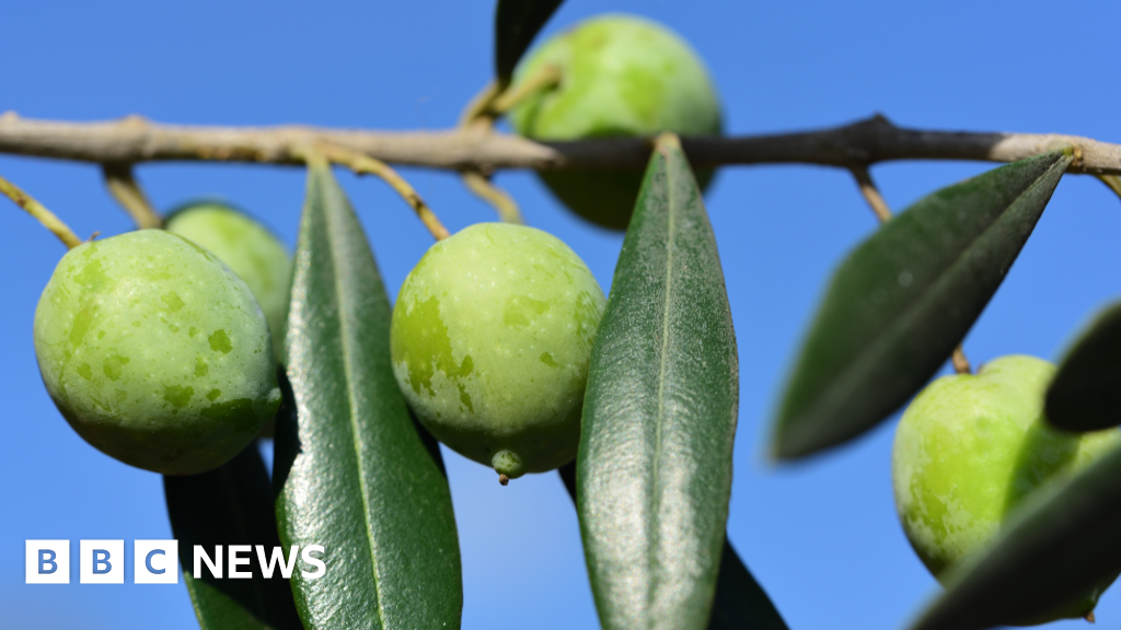 Sicily's rich olive pickings - the fruit of Italy's migrant exploitation