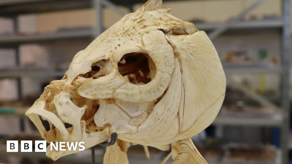 Ancient fish teeth reveal earliest sign of cooking