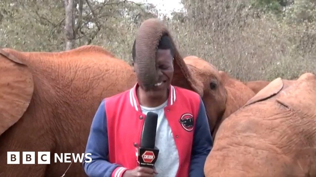 Baby elephant interrupts TV report