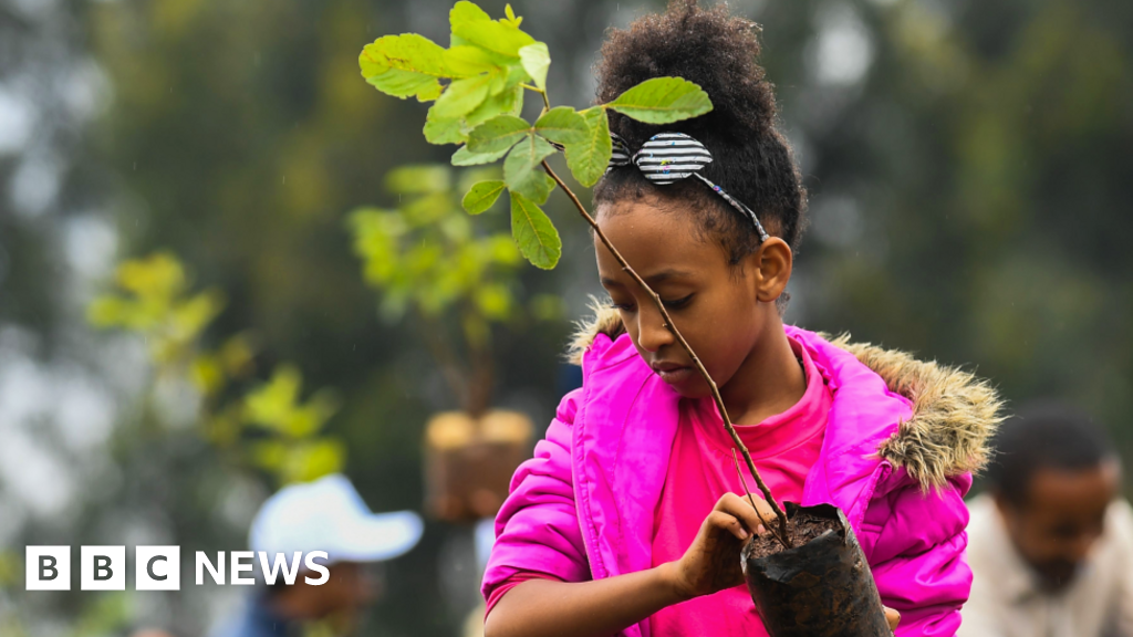 COP27: Ethiopia's 20-billion tree goal - a sapling success?