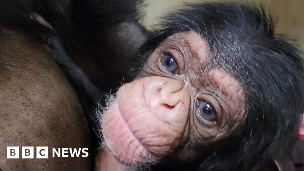 The emotional moment a chimp mum meets newborn