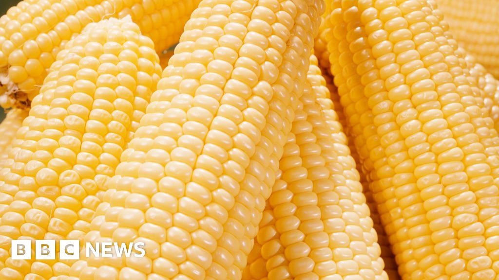 Mexico's planned GM corn ban 'deep concern' for US