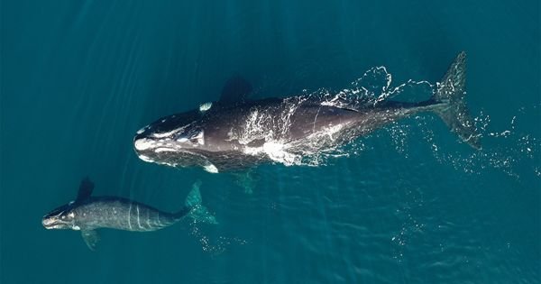 New satellite monitoring of whales in South Atlantic underway