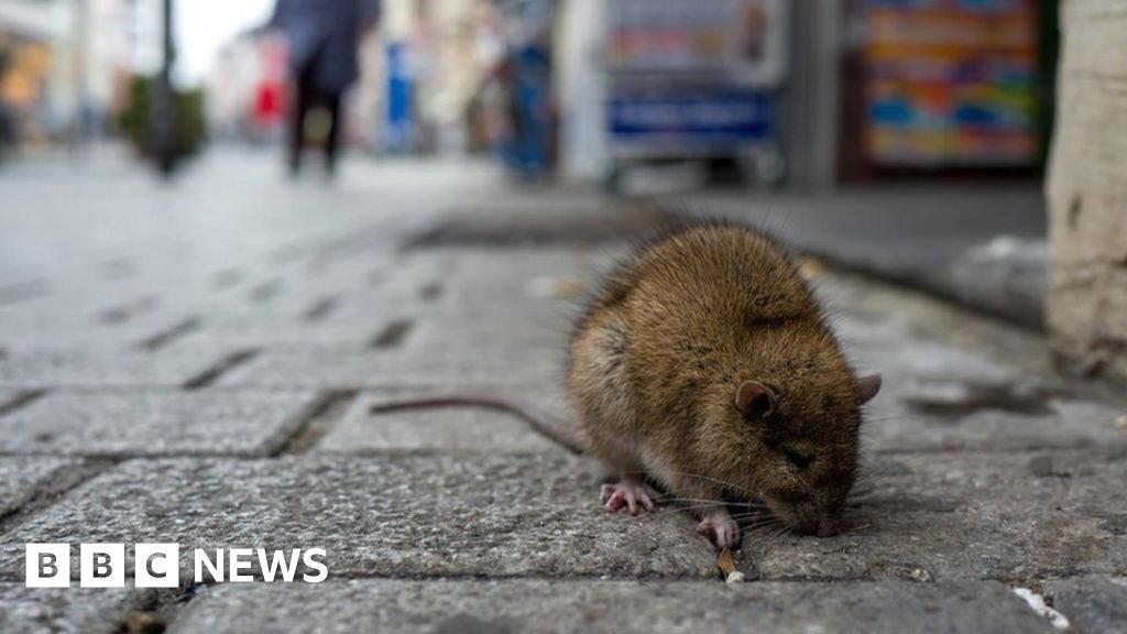 'Rats will hate this job posting' - New York City seeks rat tsar