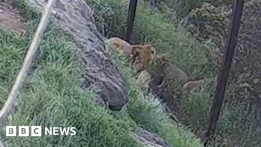 Escape of Sydney zoo lions caught on camera