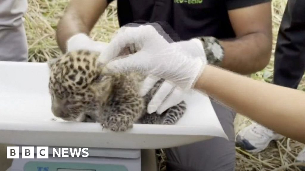 India leopard cubs reunited with mum