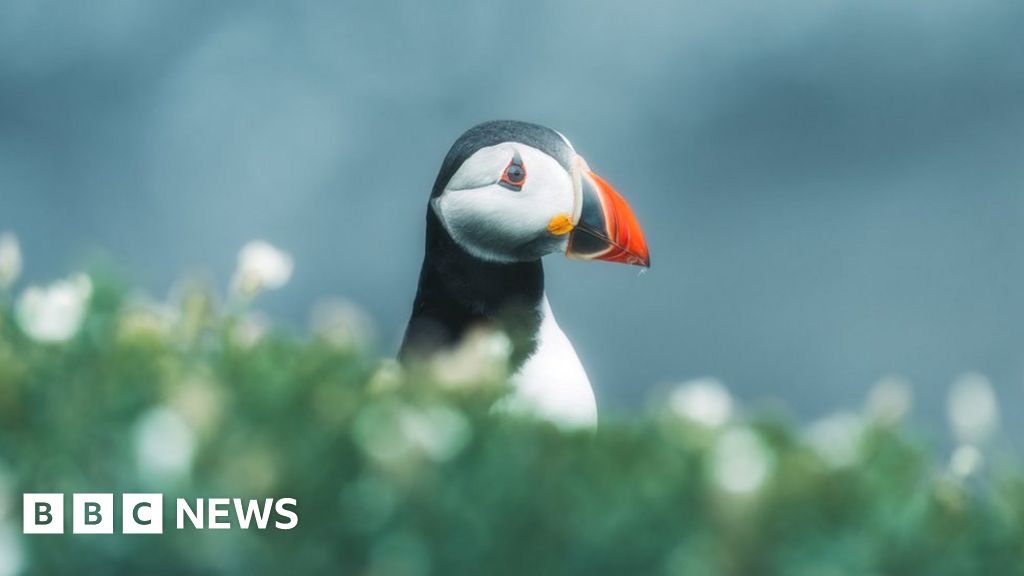 COP15: Nations reach 'historic' deal to protect nature