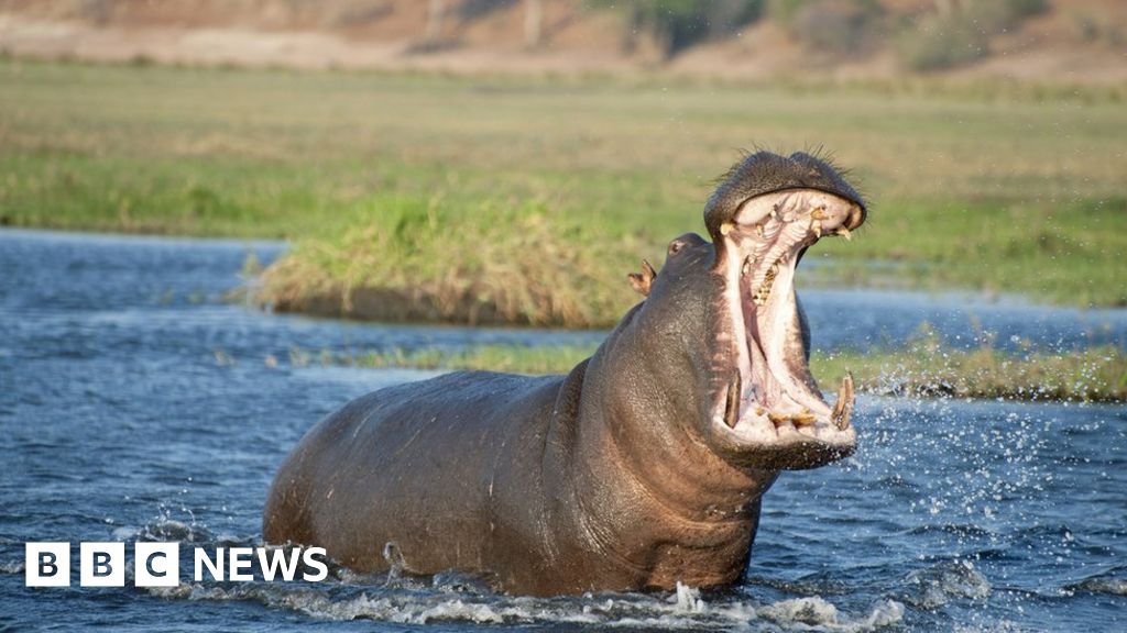 Toddler survives being swallowed by hippo