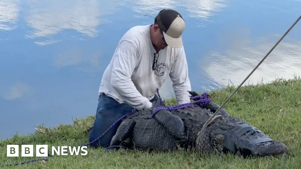 Alligator kills 85-year-old woman in Florida