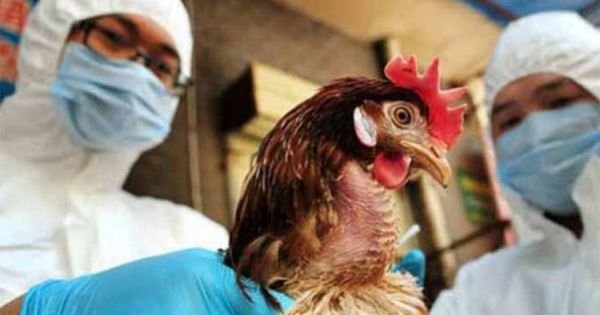 Argentina ups security measures as number of avian flu cases grows