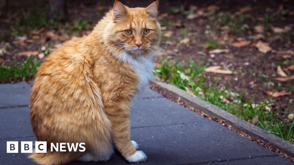 Can Australia curb its killer cats?