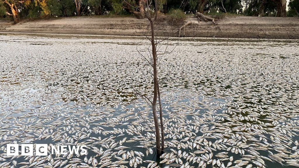 Millions of dead fish found in Australian river