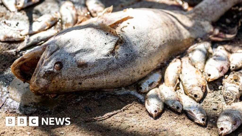 Menindee: Australia begins mass fish death clean-up