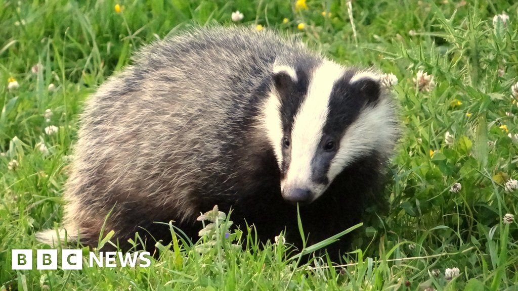 Badger tunnels halt traffic on Dutch railways