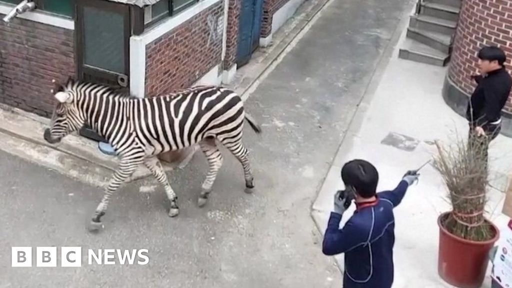 Seoul zebra escape: Animal back at zoo after hours on the loose