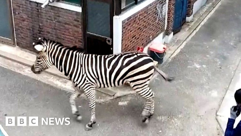 Watch: Zebra on the loose in Seoul after zoo escape