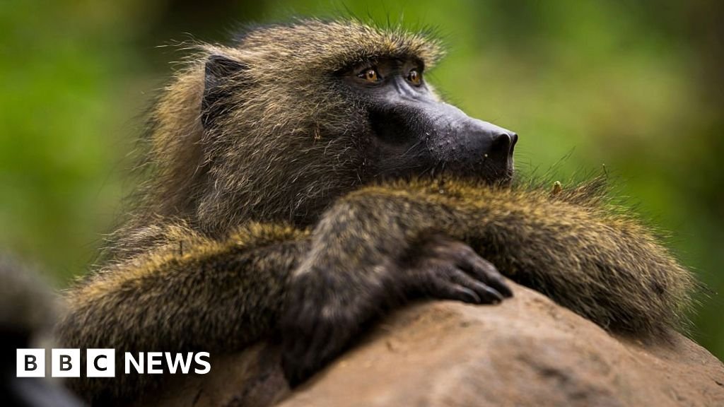 Baboon's death after two-week hunt sparks outcry in Taiwan