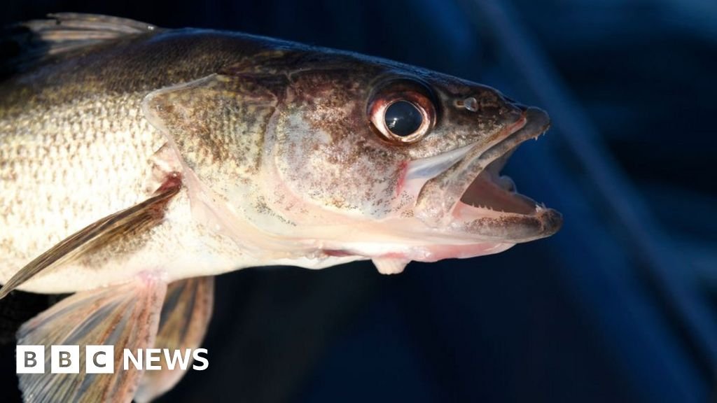 Competitive fishermen plead guilty in walleye cheating scandal