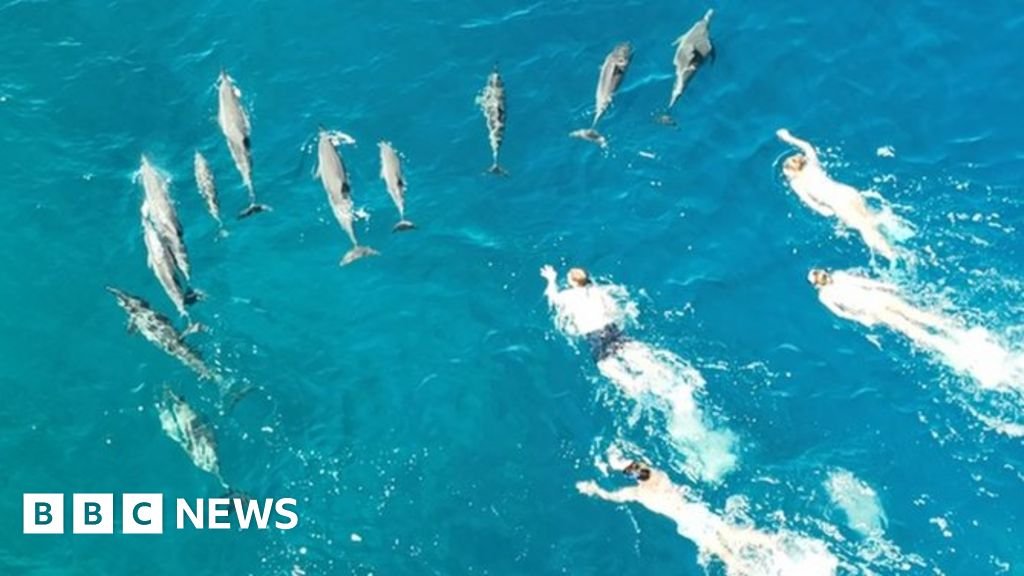 Swimmers in Hawaii accused of harassing dolphins