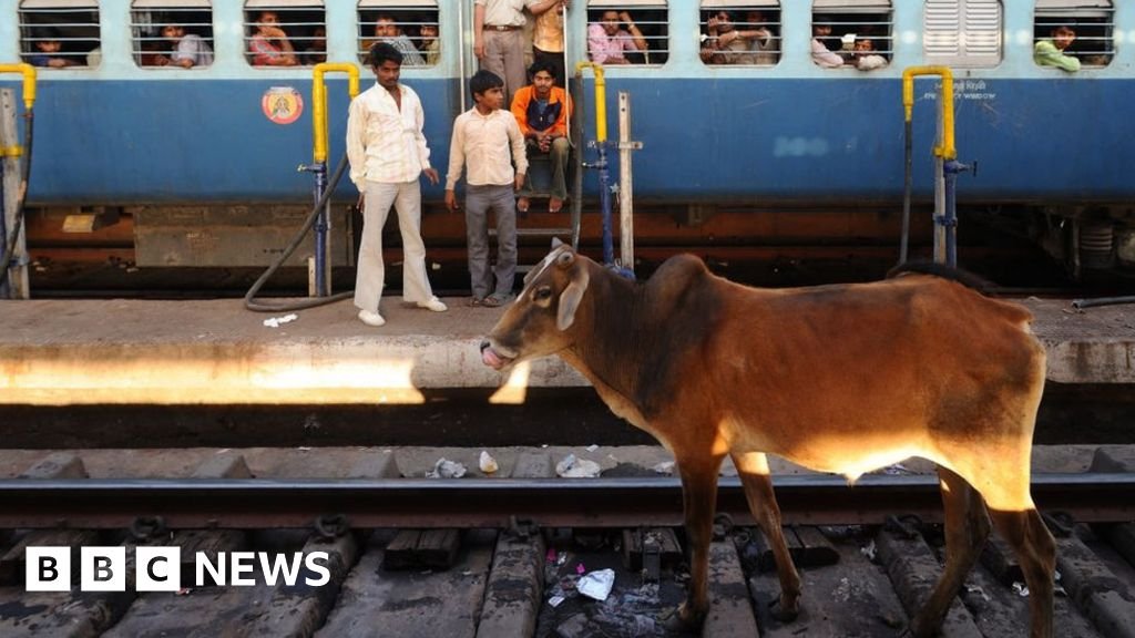 Indian Railways: Why trains still kill thousands of cattle every year