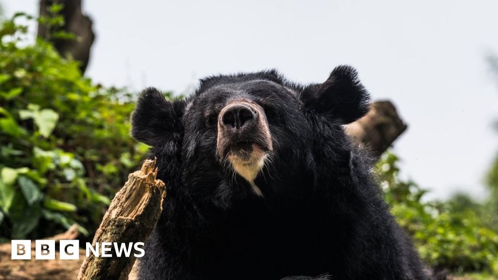 Bear meat vending machine is a first for Japan