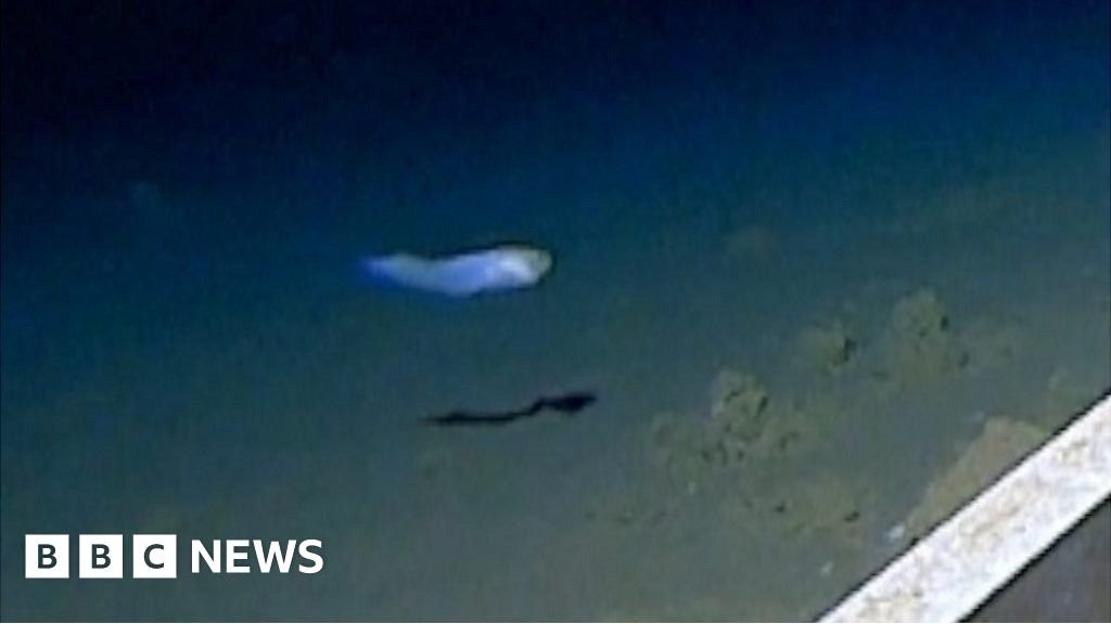 How world's deepest fish was caught on camera