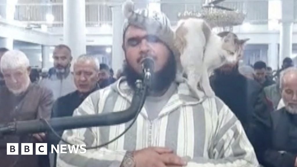 Cat jumps on imam during Ramadan prayers