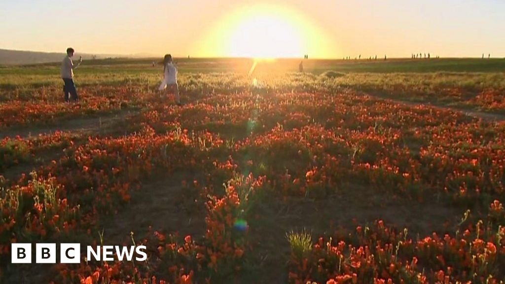 Rare California poppy superbloom thrills crowds