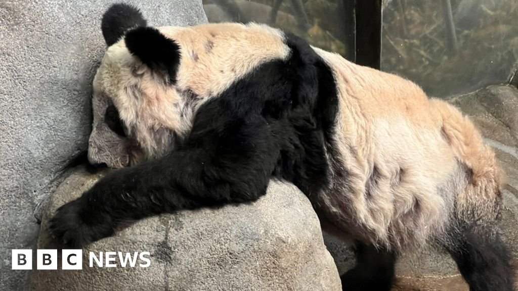 Chinese eagerly await return of panda from US zoo