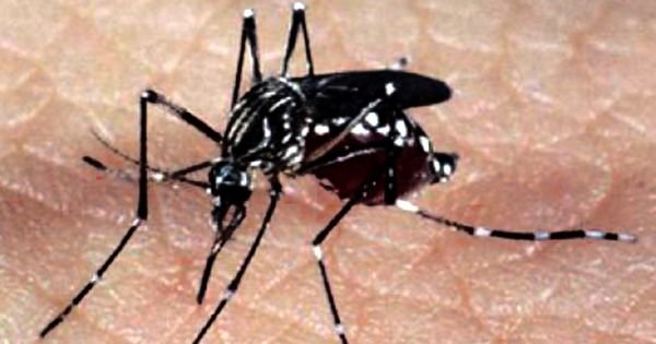 Japanese vaccine against dengue approved for use in Argentina