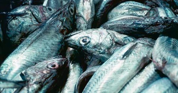 Brazil limits the purchase of Argentine hake: twenty companies under “Import Alert Regime”