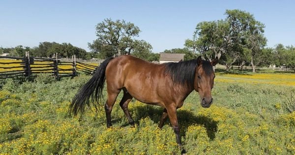 Uruguay and Paraguay take action to prevent equine encephalomyelitis