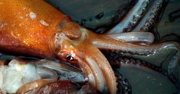 Encouraging start of Illex squid season report Argentine fishing interests