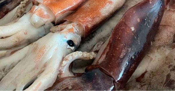 Argentina opens Illex squid season south of parallel 49