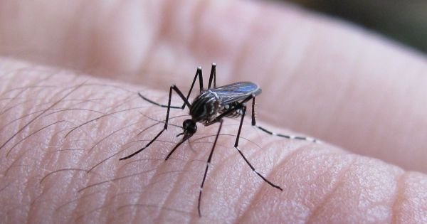 Dengue kills yet another patient in Argentina