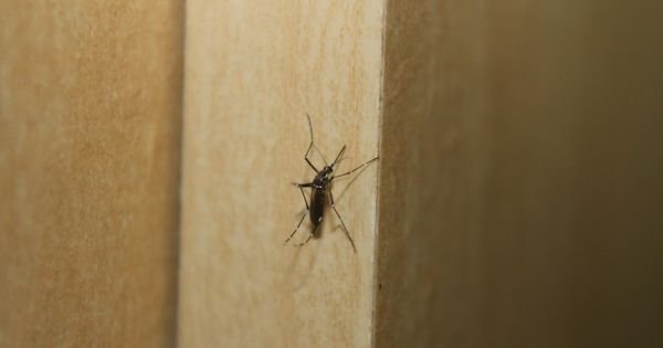 First case of autochthonous dengue reported in Uruguay