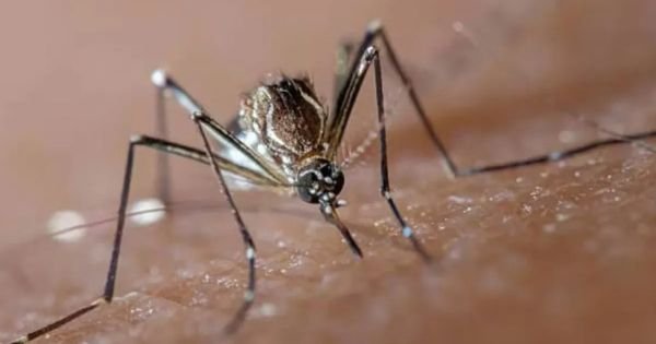 Cases of dengue soar in Argentina