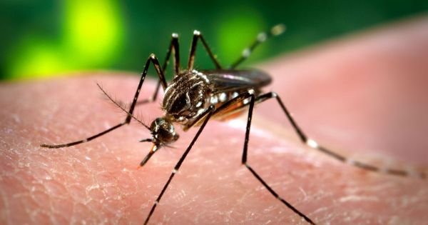 Argentina not using dengue vax for now despite soaring number of cases