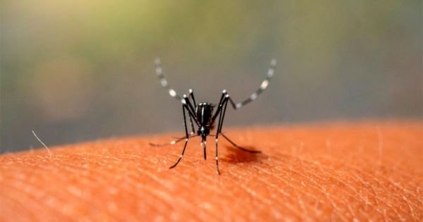 PAHO: Historic dengue outbreak to hit mainly Brazil, Argentina and Paraguay